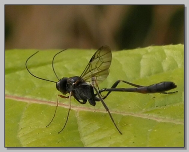 Ichneumonidae sp - pi vicino non si va